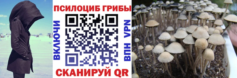 Купить  Заводоуковск  Галлюциногенные грибы Psilocybe 